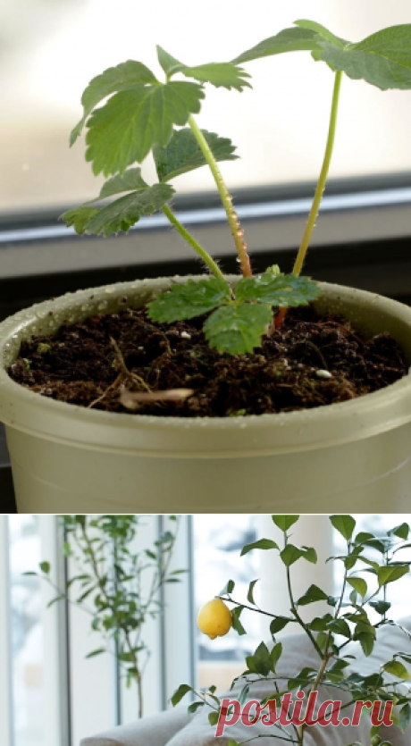 How To Regrow Fruit From Your Kitchen Scraps