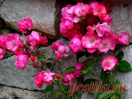 Фотографии Tatiana Solovey - 2354 фото в Моем Мире.