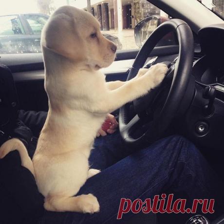 Новые фотографии няшные щеночки.