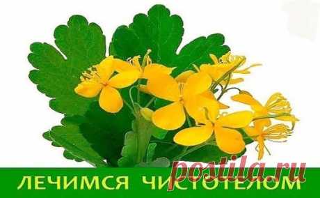 У чистотела есть одна очень интересная особенность. Он сразу отыскивает корень болезни. Если сок или порошок поместить на биологически активную точку, то наблюдается мгновенная трансформация, перенос его к источнику болезни.