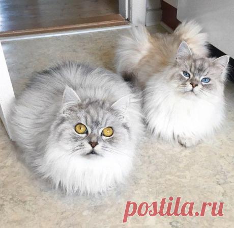 ♥ ЖИВОТНЫЕ ♥ ПРИРОДА ♥