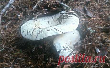 Дары сахалинских лесов 
Подгруздок белый