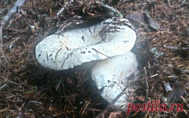 Дары сахалинских лесов 
Подгруздок белый