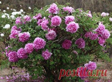 ВСЕ О ДРЕВОВИДНЫХ ПИОНАХ! | Самоцветик