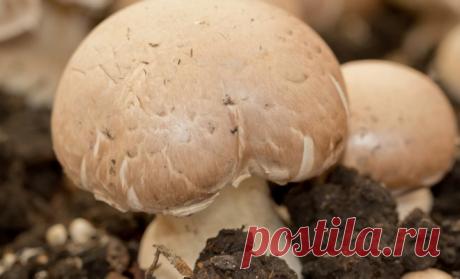 Выращиваем шампиньоны по болгарской технологии | Огородник (Усадьба)