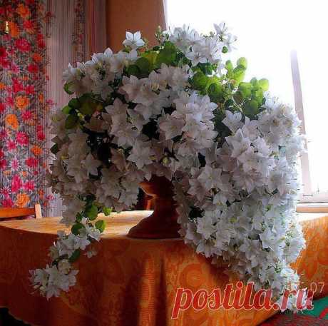 Невеста (комнатный цветок) красоты неописуемой!!!