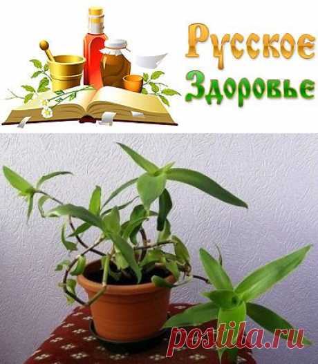 Алоэ, каланхоэ, золотой ус