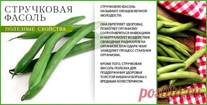 Плоды этого бобового растения отличаются от обычной фасоли своим способом употребления. Стручковая фасоль или спаржевая, как ее еще называют, больше ценится в недозрелом виде, когда ее стручки еще нежные, без сформировавшихся твердых волокон.

Молодые зеленые стручки едят целыми, не раскрывая их, они являются ценным продуктом, богатым белком растительным, снижающим аппетит,