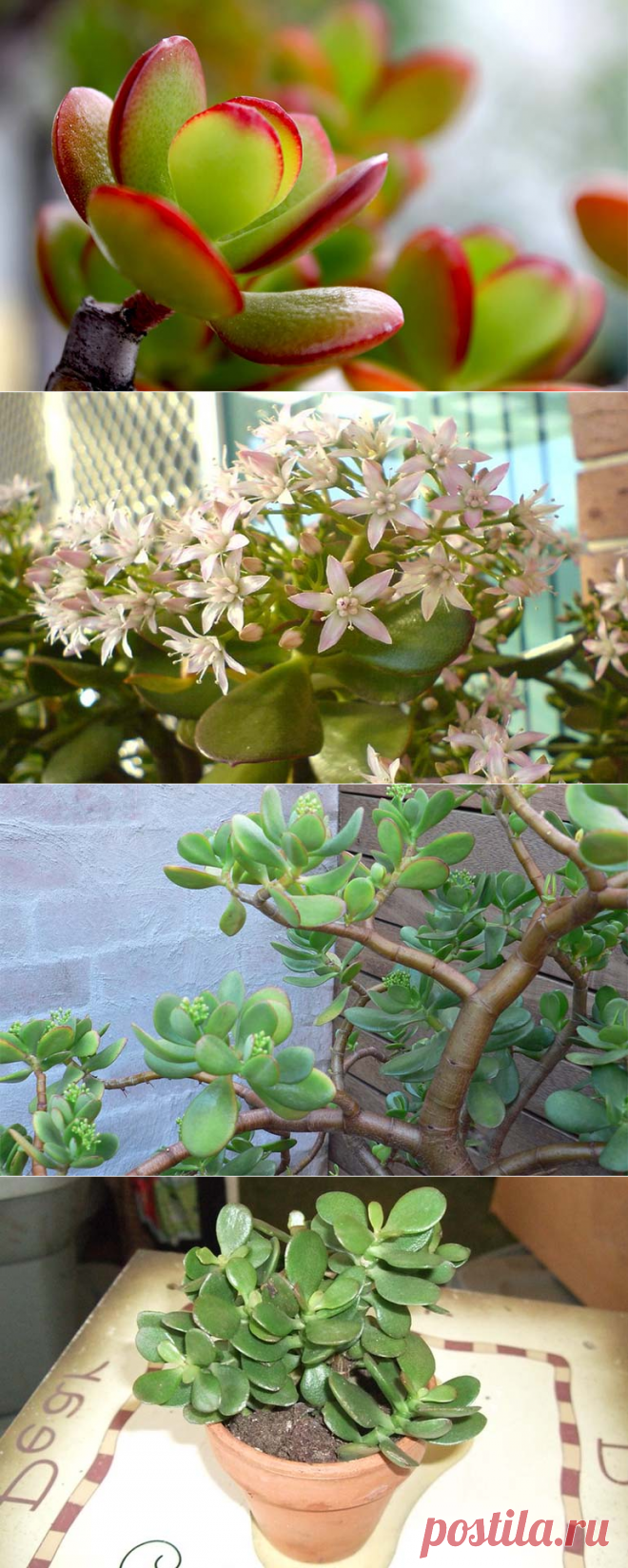 Комнатное денежное дерево как ухаживать в домашних условиях