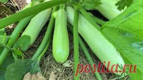 ТЕПЕРЬ КАБАЧКИ НЕ БУДУТ ГНИТЬ НА КУСТАХ! | Урожайный Огород | Дзен