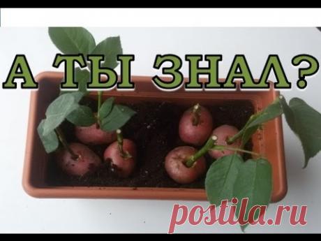 (437) Как укоренить РОЗЫ из БУКЕТА? Пошаговая инструкция - YouTube