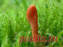 Кордицепс – гриб или лекарство? | NSP - Продукты Солнца