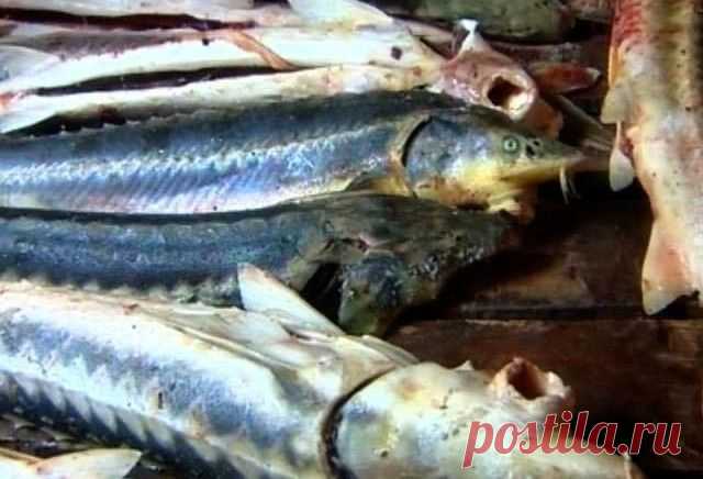 Рыбинспектор попался с рыбой — новости на сайте Ак Жайык