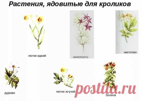 Что нельзя давать кроликам в пищу: список продуктов