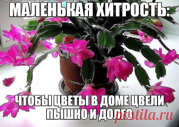 МАЛЕНЬКАЯ ХИТРОСТЬ: ЧТОБЫ ЦВЕТЫ В ДОМЕ ЦВЕЛИ ПЫШНО И ДОЛГО!
Давно ли Ваш любимый цветок цвел, как в магазине цветов, не помните? Вот и я уже почти позабыла. Вроде и подкармливаю его, а он все не радует пышным цветением. 
Маленькая хитрость: чтобы цветы в доме цвели пышно и долго!
Но вот недавно зашла в гости к подруге, а у неё цветы просто загляденье, все цветут, как на подбор. Как же так? Оказывается есть одна маленькая хитрость, для того чтобы цветок цвел пышно и долго н...