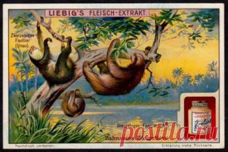 Liebig Tradecard S1095 - Sloths Liebig's extract of meat  "Toothless Mammals" German issue, 1914