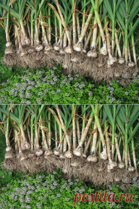 Как вырастить хороший урожай чеснока? Всё о выращивании и уходе за чесноком. Фото - Ботаничка.ru