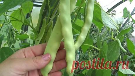 Что посеять и посадить в огороде в июле? — Садоводка