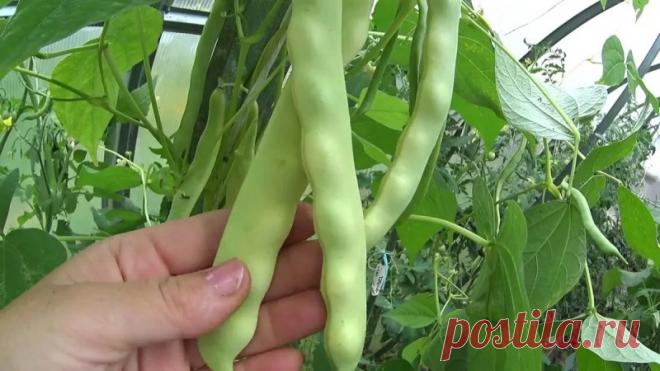 Что посеять и посадить в огороде в июле? — Садоводка