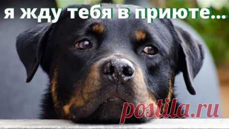 Приют для собак и кошек нужен городу Мытищи. Сейчас животных увозят в Ярославскую область
