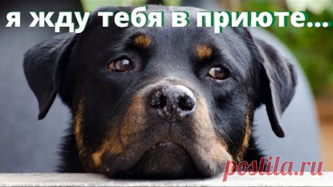Приют для собак и кошек нужен городу Мытищи. Сейчас животных увозят в Ярославскую область