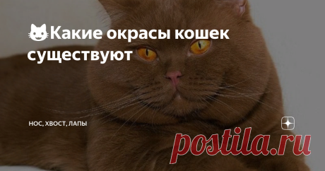 😺Какие окрасы кошек существуют То, что у кошек множество окрасов, знает даже тот, кто не слишком их любит. А человек, побывавший на кошачьей выставке, будет просто поражён разнообразием расцветок кошачьих шуб: ведь кошки многих редких окрасов никогда не бегают по улицам. При этом у кошек всего два пигмента: эумеланин (чёрный) и феомеланин (красный).
Конечно, окрас - наследственный признак. Но совершенно не обязательно, чтобы ко