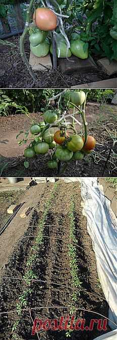 Способы выращивания помидоров на дачном участке. Практический опыт

Все помидоры, выращиваемые на моем дачном огороде (Сибирь, Алтай), условно можно разделить на три группы.