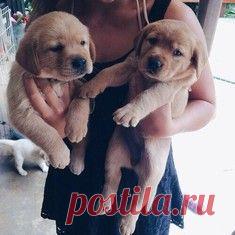 Самый прелестный котик с маленькими клыками / Surfingbird знает всё, что ты любишь