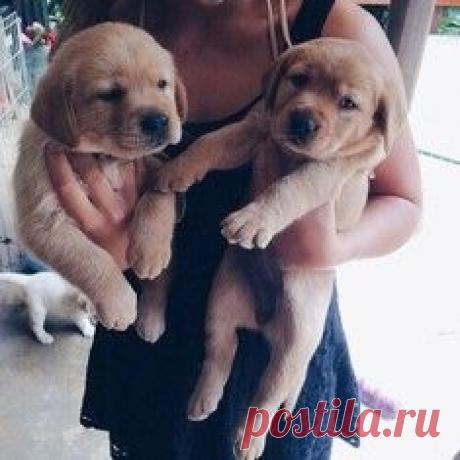 Самый прелестный котик с маленькими клыками / Surfingbird знает всё, что ты любишь