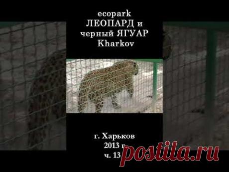 █ ЛЕОПАРД и ЯГУАР ЭкоПарк Харьков / ч. 13 / 2013 г. #shorts