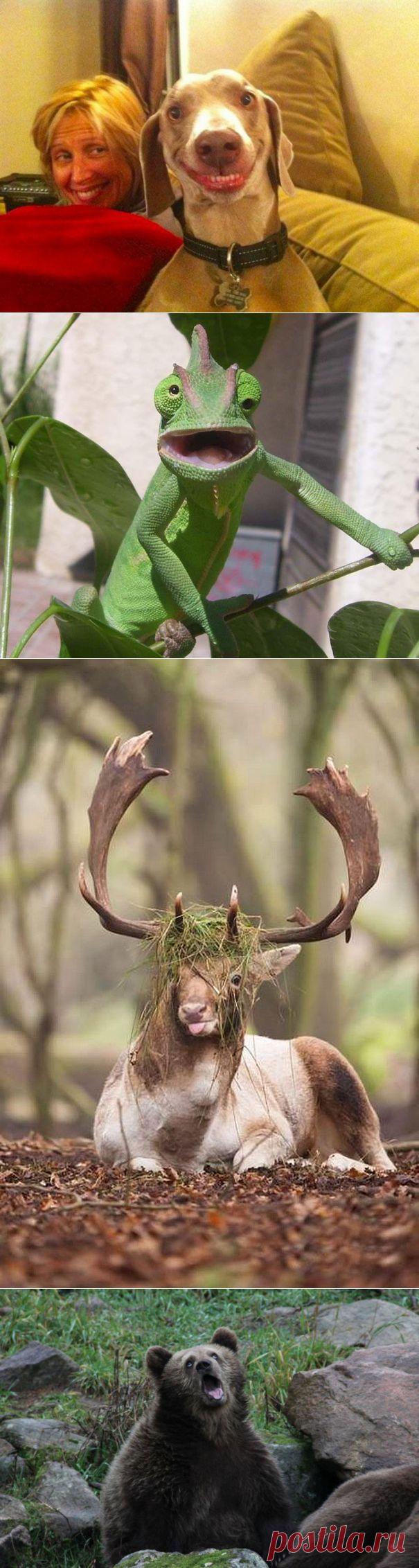 Неловкий момент нефотогеничности для животных • НОВОСТИ В ФОТОГРАФИЯХ