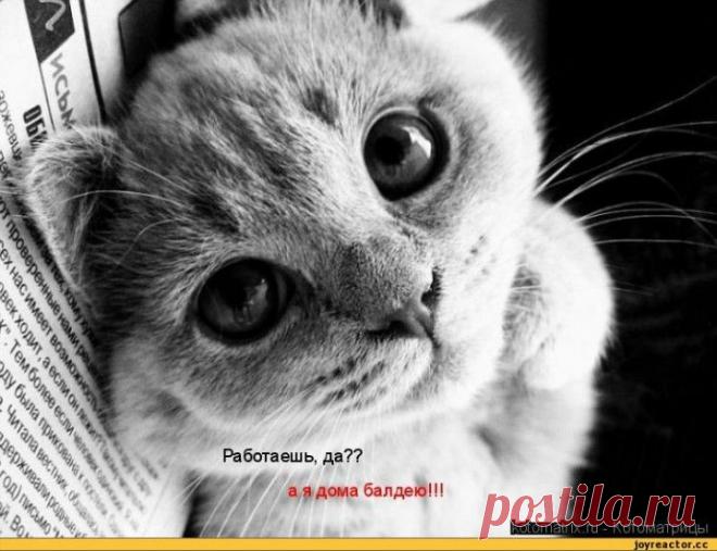 Кошачьи истории — обхохочешься! - Домашние любимцы - Женский Мир