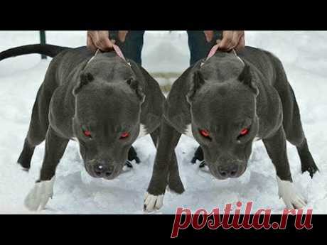 Самые Лучшие и Верные Собаки Для Охраны, ДРУЖБА С ВОЛКОМ