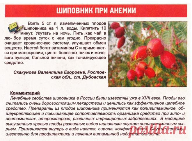 Шиповник при анемии