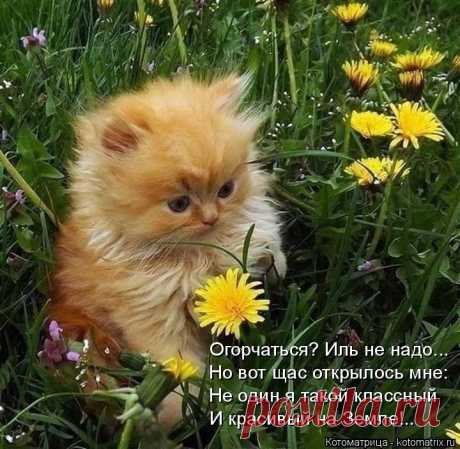 Позитив на пятницу