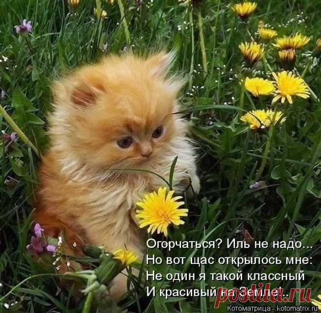 Позитив на пятницу