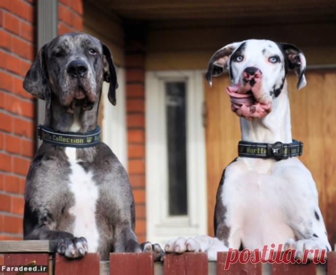 Уморительная мимика немецкого дога Мунки в объективе Кристы Аалто (Krista Aalto) — Фотоискусство