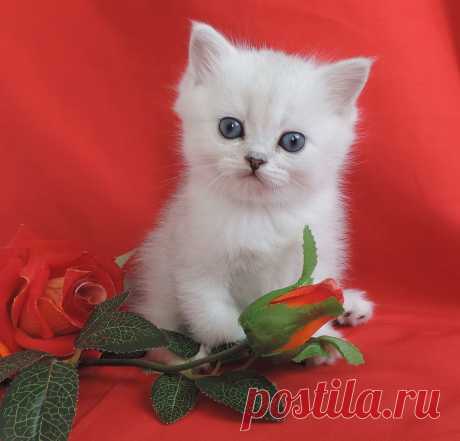Кошечка шотландский короткошерстный страйт Бубочка шиншиллового окраса. Д.р. малышки 12.01.2015г