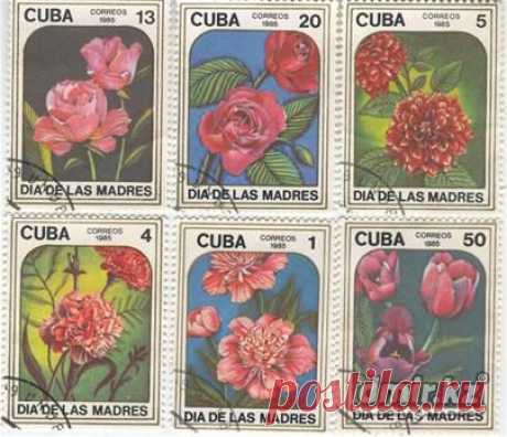 marki-kuba-