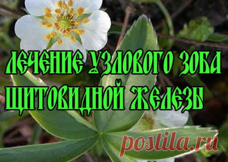 Лечение зоба травами | Советы Народной Мудрости