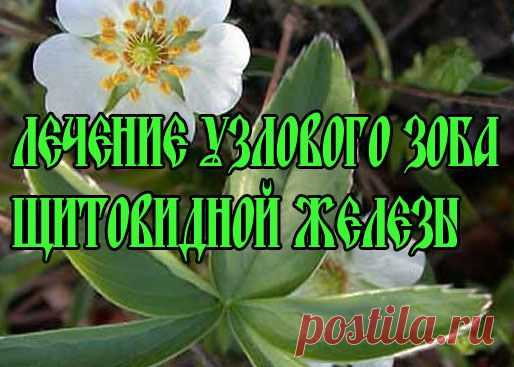 Лечение зоба травами | Советы Народной Мудрости