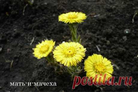 Наталья Свирчевская
Россия, Магнитогорск
