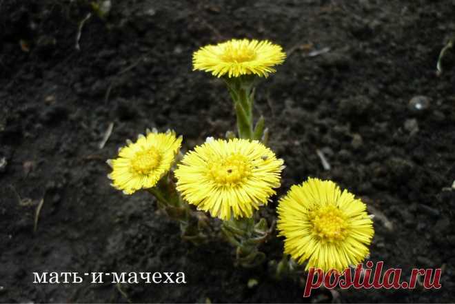 Наталья Свирчевская
Россия, Магнитогорск