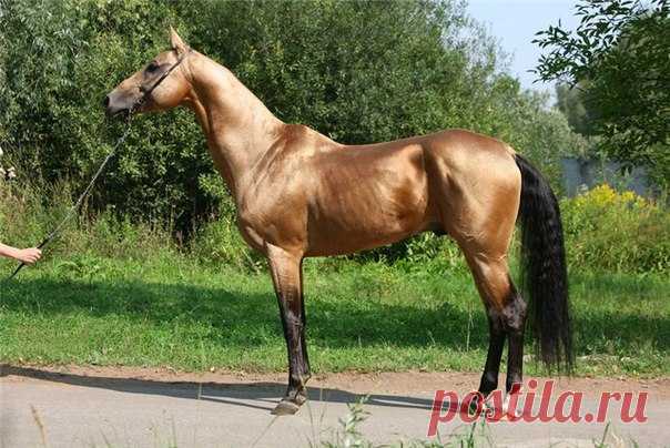 ПРОДАЖА ЛОШАДЕЙ (для группы мир животных)(РОЛЕВА