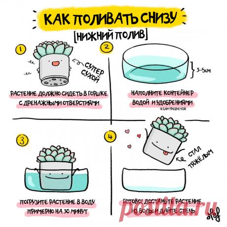 Нижний полив суккулентов, что это и когда его можно использовать? | Кактусач | Яндекс Дзен
