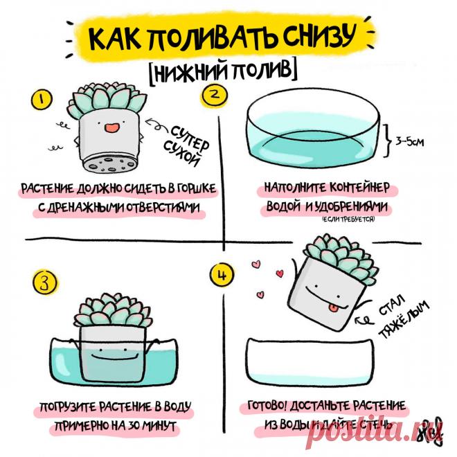 Нижний полив суккулентов, что это и когда его можно использовать? | Кактусач | Яндекс Дзен
