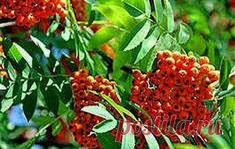 Наладит стул рябина | Друг пенсионера
У нас в деревне растет несколько ря­биновых деревьев. Они очень краси­вые, особенно осенью! Я в детстве любила делать из этих ягод украше­ния: бусы, браслеты.