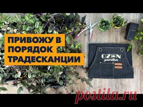 Уход за традесканциями » Обрезка и черенкование в домашних условиях