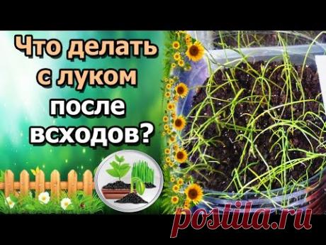 КАК ВЫРАСТИТЬ КРЕПКУЮ РАССАДУ ЛУКА? УХОД ЗА ВСХОДАМИ ЛУКА ЭКСИБИШЕН, ПОРЕЙ, РЕПЧАТЫЙ.