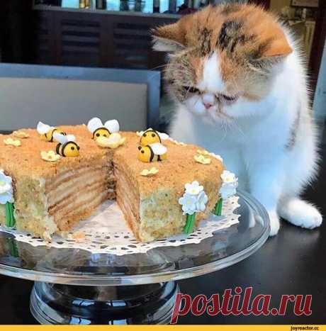 Друзья! Много лет назад мою маму отблагодарили за оказанную по работе помощь тем, что раскрыли старинный восточный рецепт торта. С тех пор в течение двадцати лет мы делали этот торт на все праздники. Итак. Ловите рецепт! Покупаете : 1. Две коробки зефира "Ударница". Ванильный, или крем-брюле. 2....
